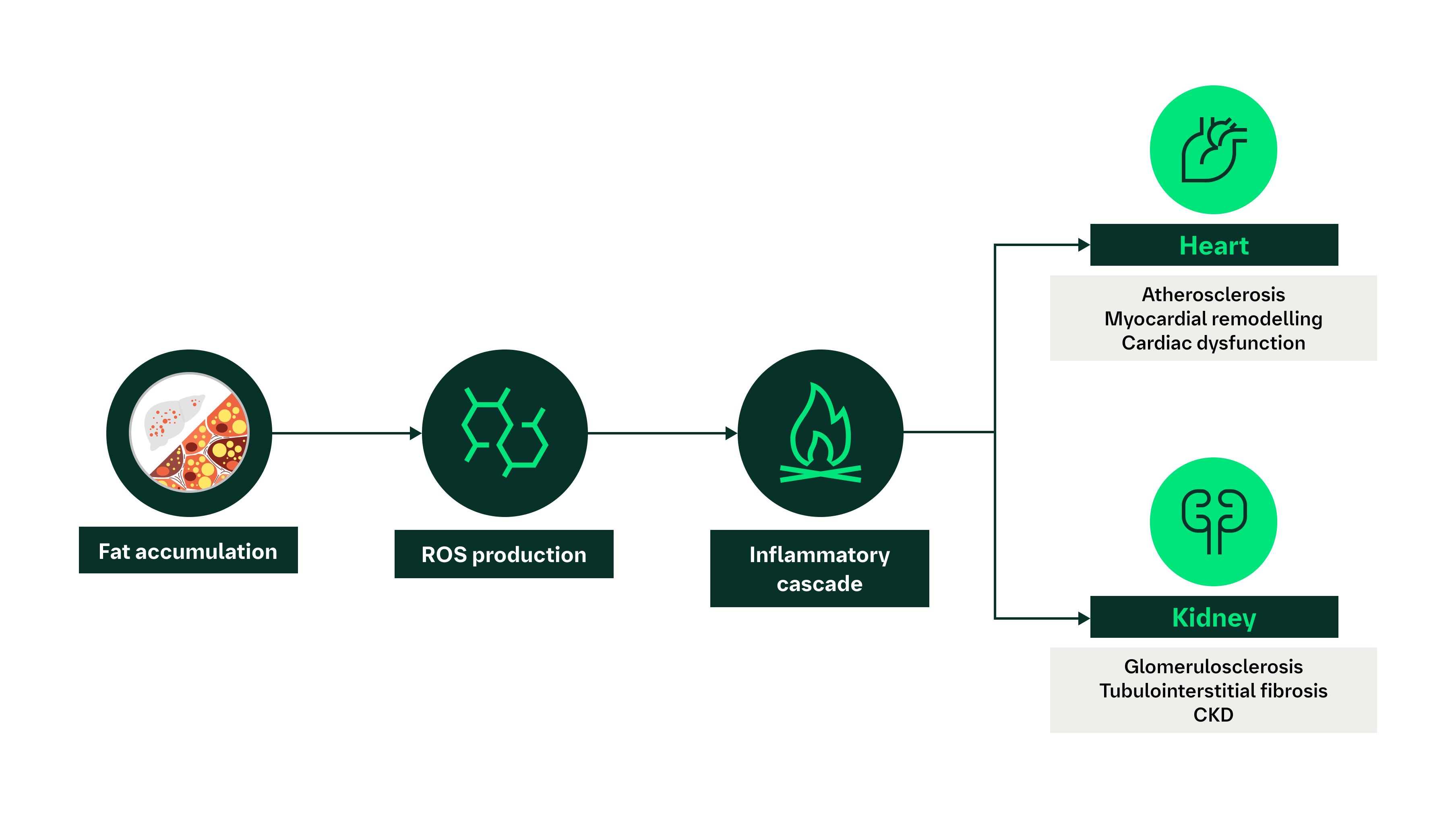 MASLD and MASH Explained | Boehringer Ingelheim